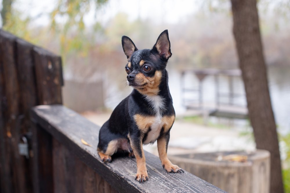 A pet Chihuahua on the street. | Photo: Shutterstock