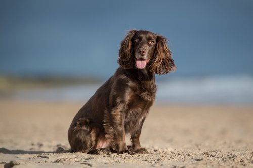 Bild eines Cocker Spaniels | Quelle: Shutterstock