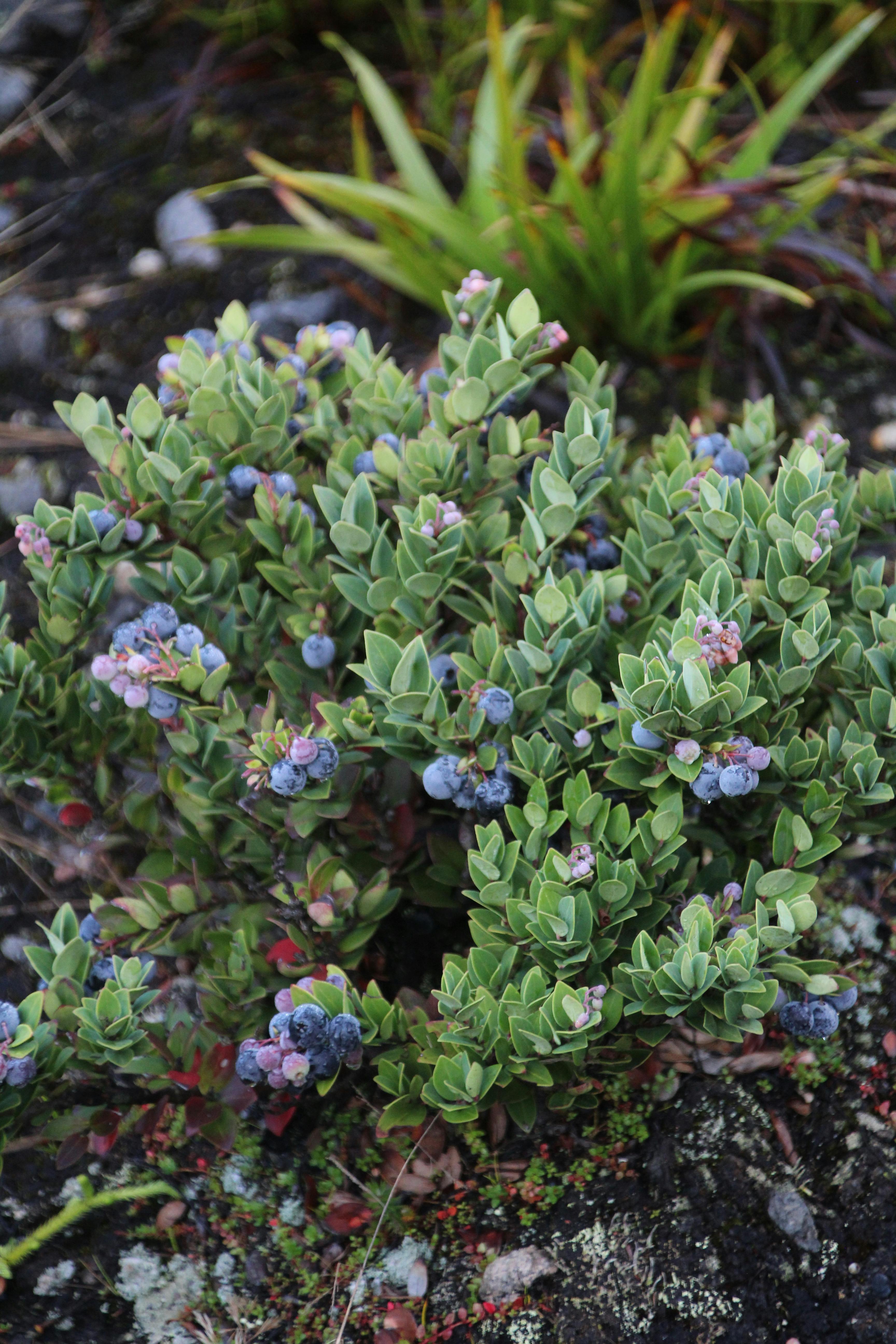 Blueberries | Source: Pexels