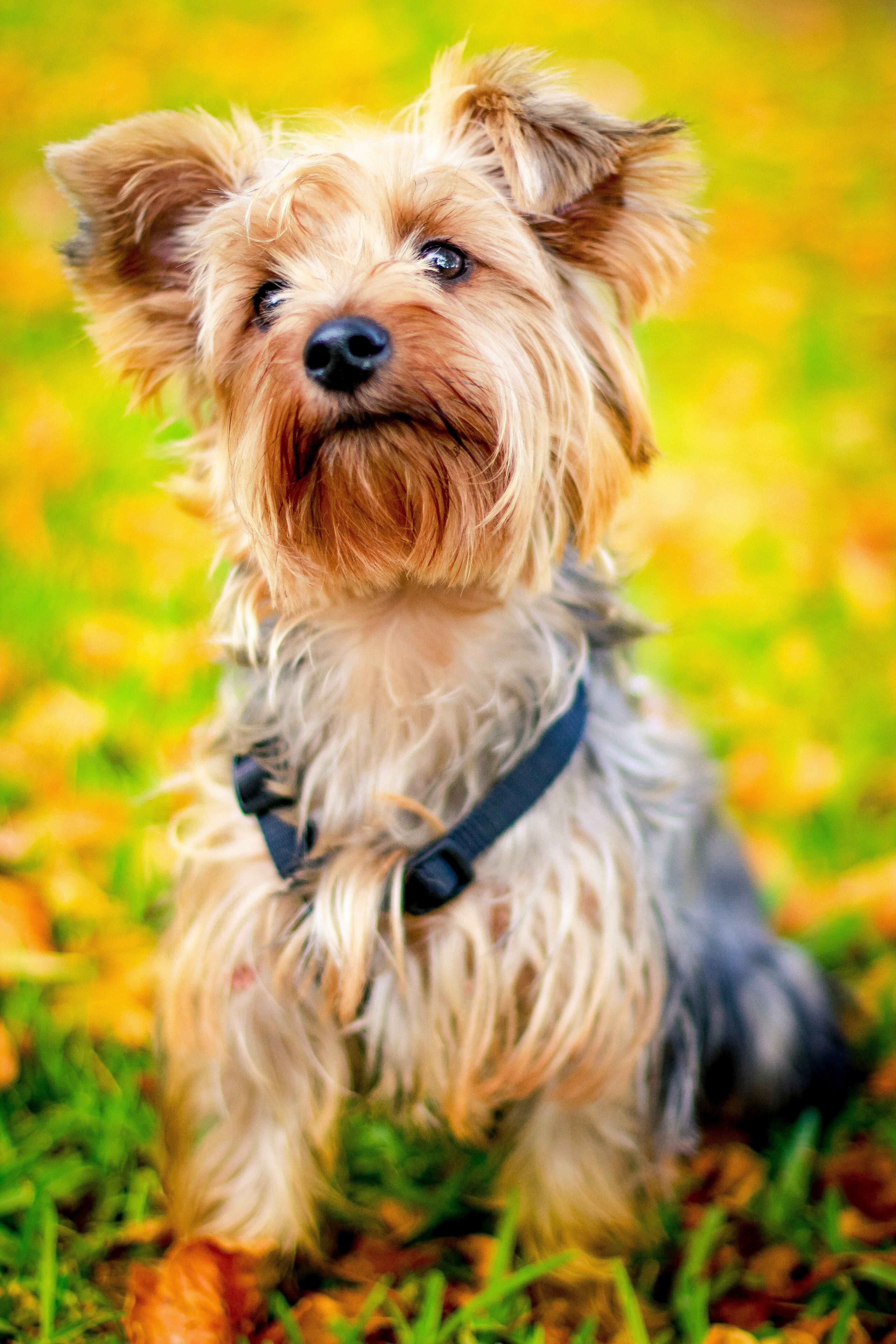 A portrait of a Long-coated Brown Dog on December 10, 2015 | Photo: Pexels