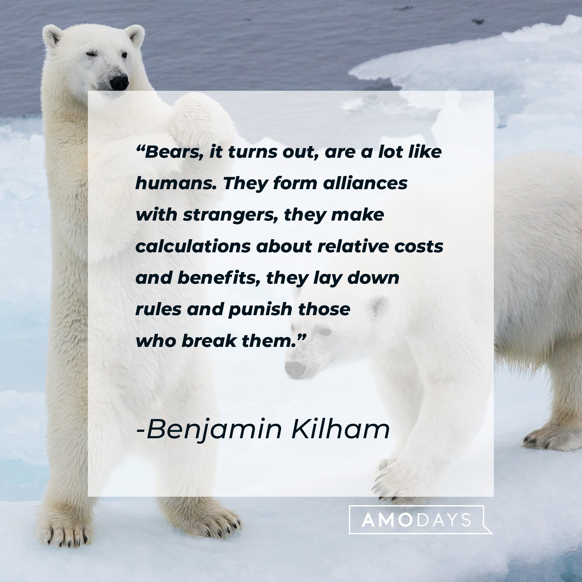 Benjamin Kilham’s quote: “Bears, it turns out, are a lot like humans. They form alliances with strangers, they make calculations about relative costs and benefits, they lay down rules and punish those who break them." | Image: AmoDays