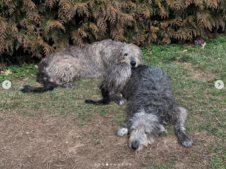 Baloo relaxing outdoors with another dog, Winnie, posted on March 22, 2025 | Source: Instagram/kykelce