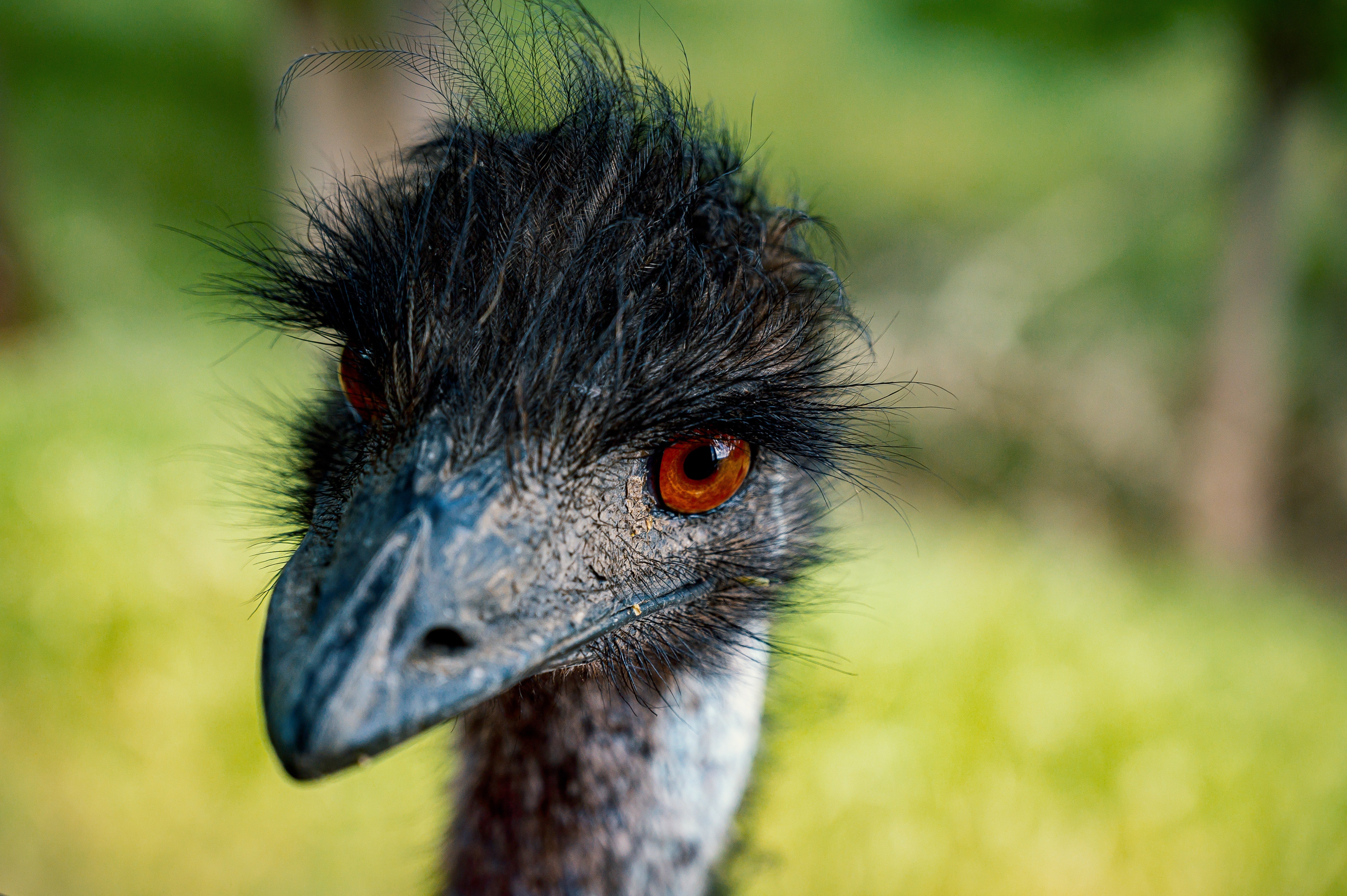 Portrait of an emu. | Source: Pexels