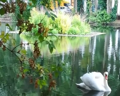 Demetrius im See | Quelle: YouTube / Wasservögel Freunde Köln, Helena's Familie