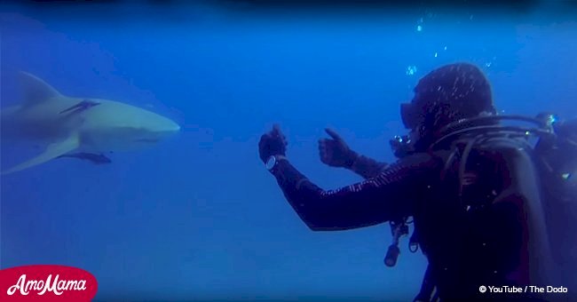 Diver is mindful of shark until he discovers the strange behavior was not to attack