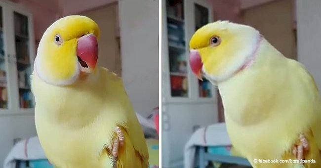 Adorable yellow parrot with identity crisis thinks he's a banana