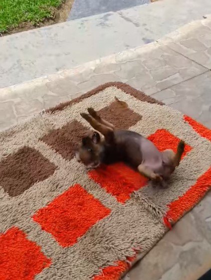 Hund spielt mit einem Schmetterling. I Quelle: facebook.com/lucia.kohldalmolin