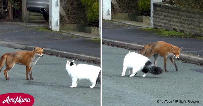 Wild fox runs up to cat, looks like he’s about to attack, but their unexpected bond goes viral