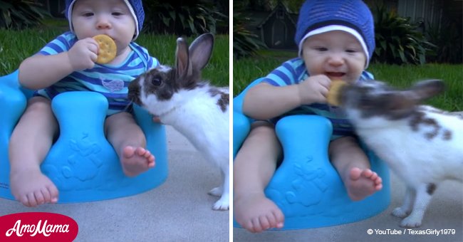 Thieving rabbit steals cracker right out of baby's hand (video)