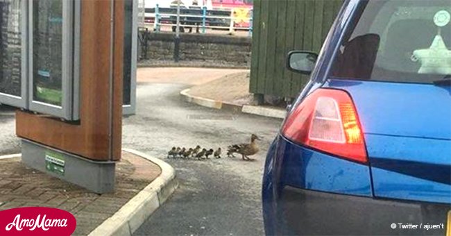 Kids distraught after seeing driver run over ducklings in McDonald's drive thru