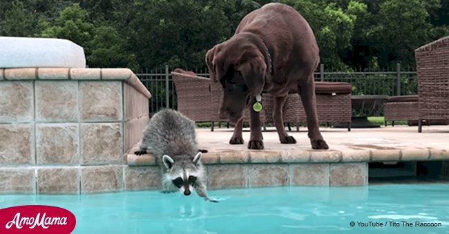 Raccoon and chocolate Labrador share a pool day together, and their bond is pure love