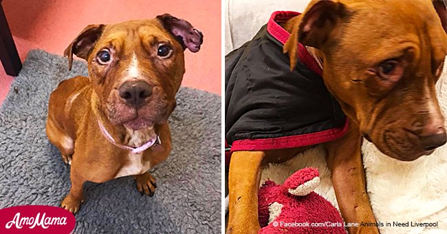 Dog that was traumatized after being used as bait for dog fighting gets a new life