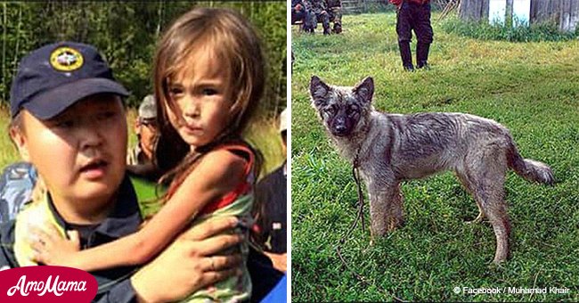 Mutiger Hund beschützte ein kleines Kind 11 Tage lang in der Wildnis 