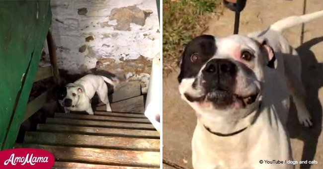 Man just moved into his new home. But he was dumbfounded finding a dog left in the basement