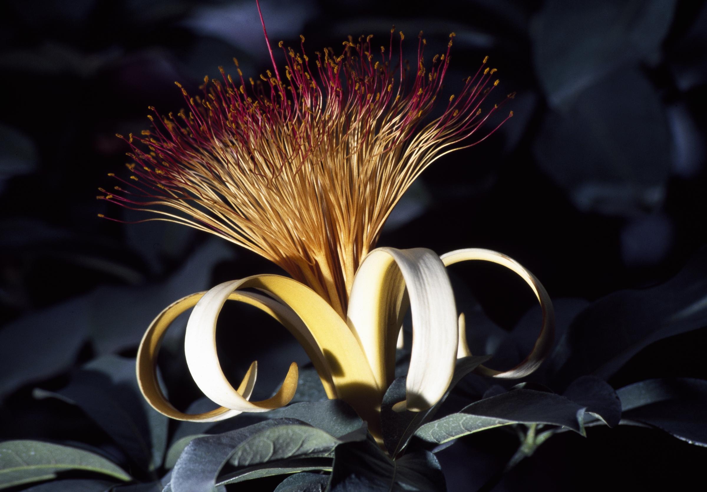 A money tree flower | Source: Getty Images