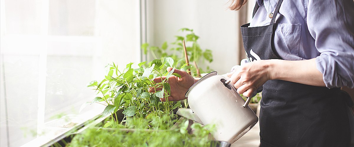Une femme arrosant des plantes à l'intérieur. | Photo : Getty images