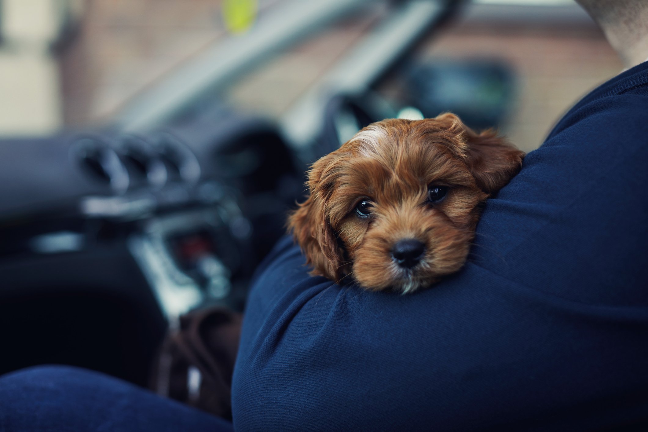 Mann, der ein Hündchen in einem Auto hält | Quelle: Getty Images