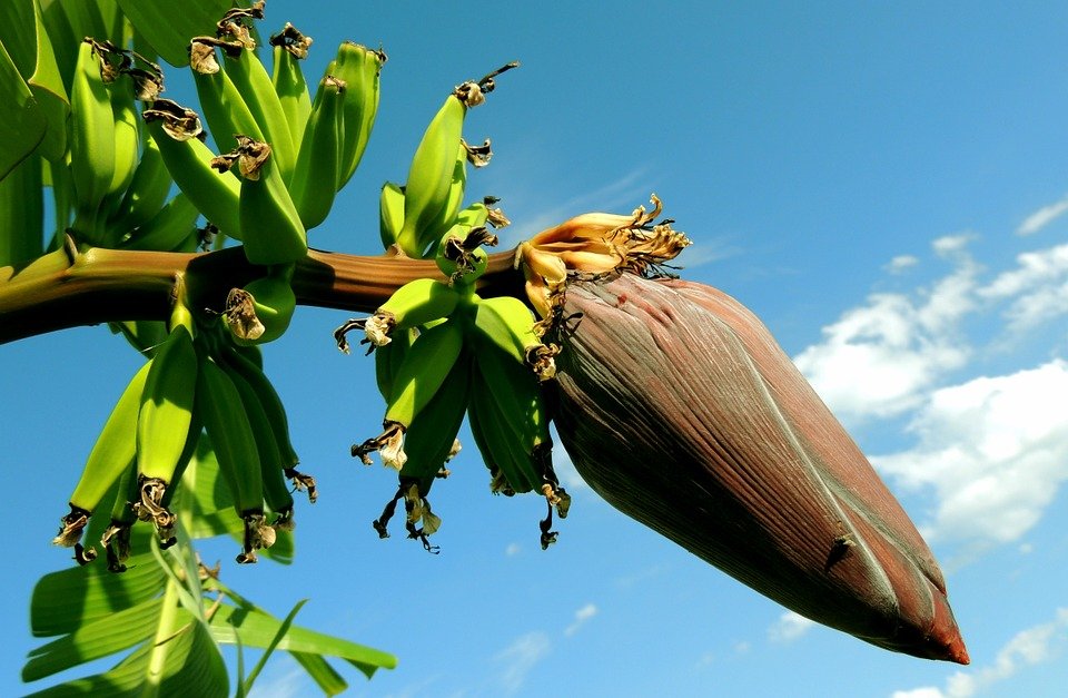 Mata de plátano. | Imagen tomada de: Pixabay