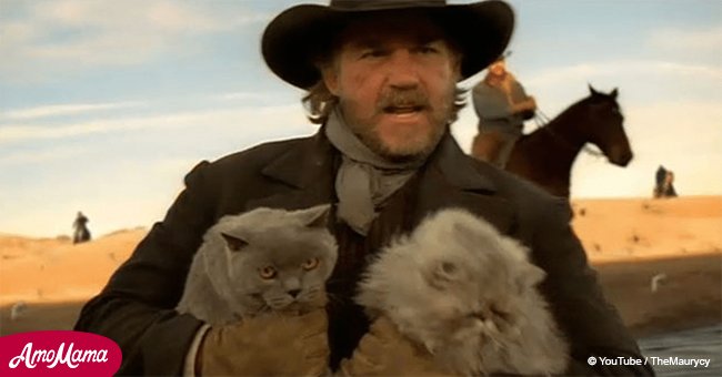 Cowboy herds thousands of cats in one of the funniest commercial we’ve ever seen