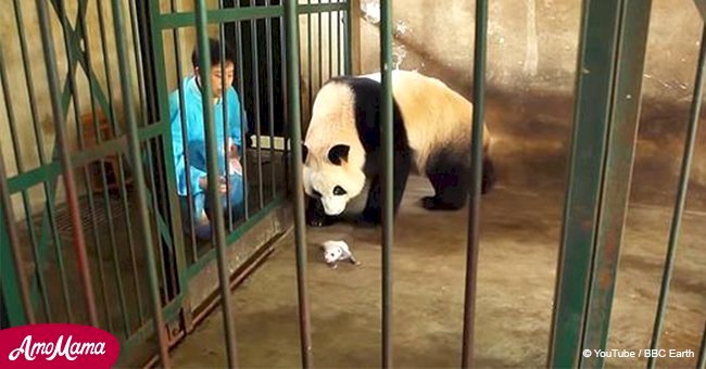 Huge panda gives birth to twins and doesn't realize she’s raising both