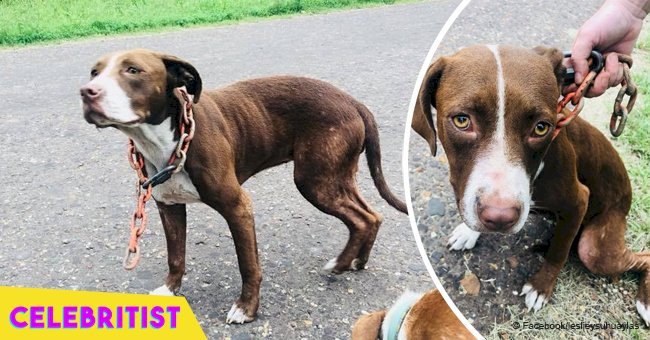 A neglected, skinny dog weighed down by a heavy chain around her neck