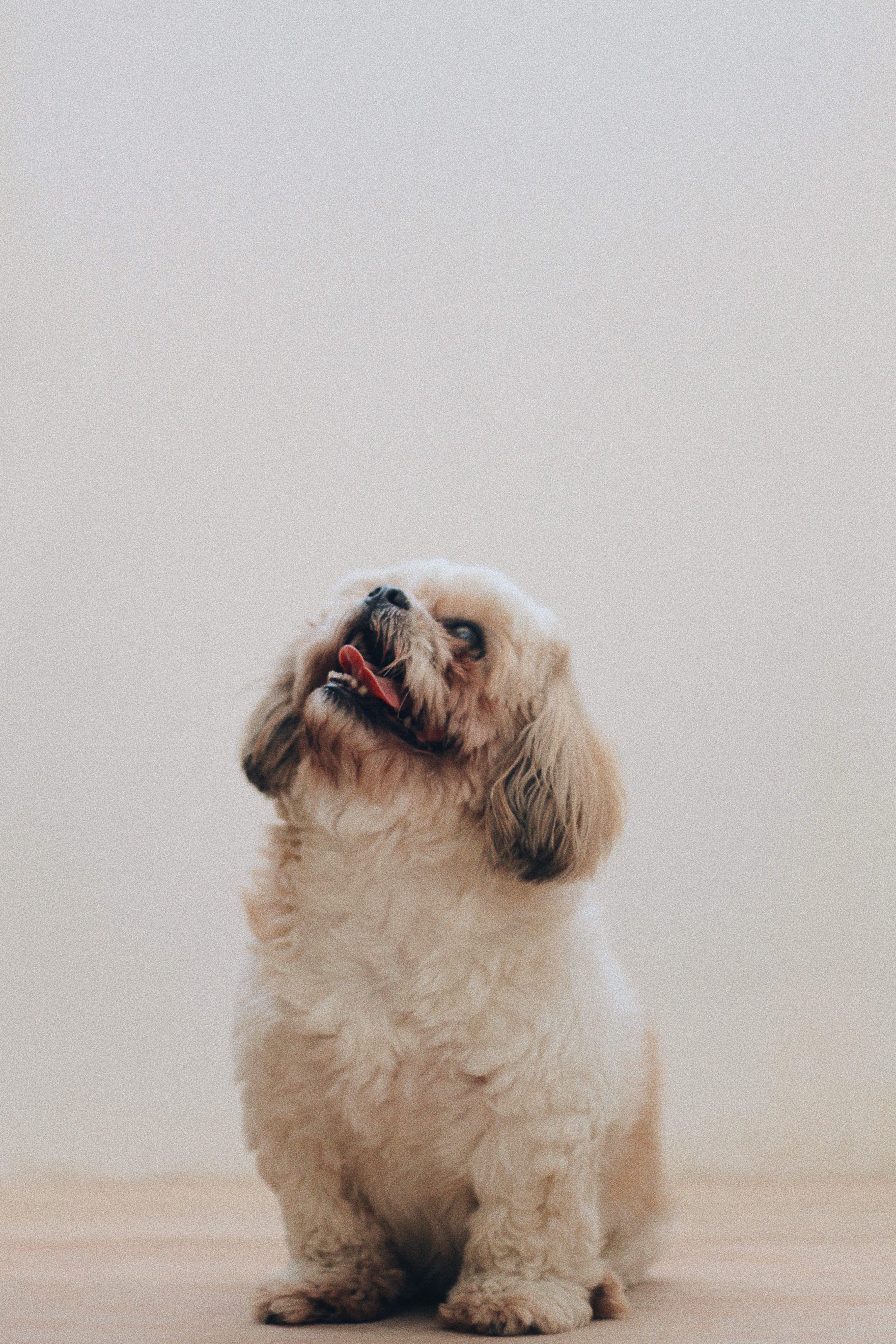 A fluffy white puppy looking up while he sits. | Source: Pexels/ Miguel Constantin Montes