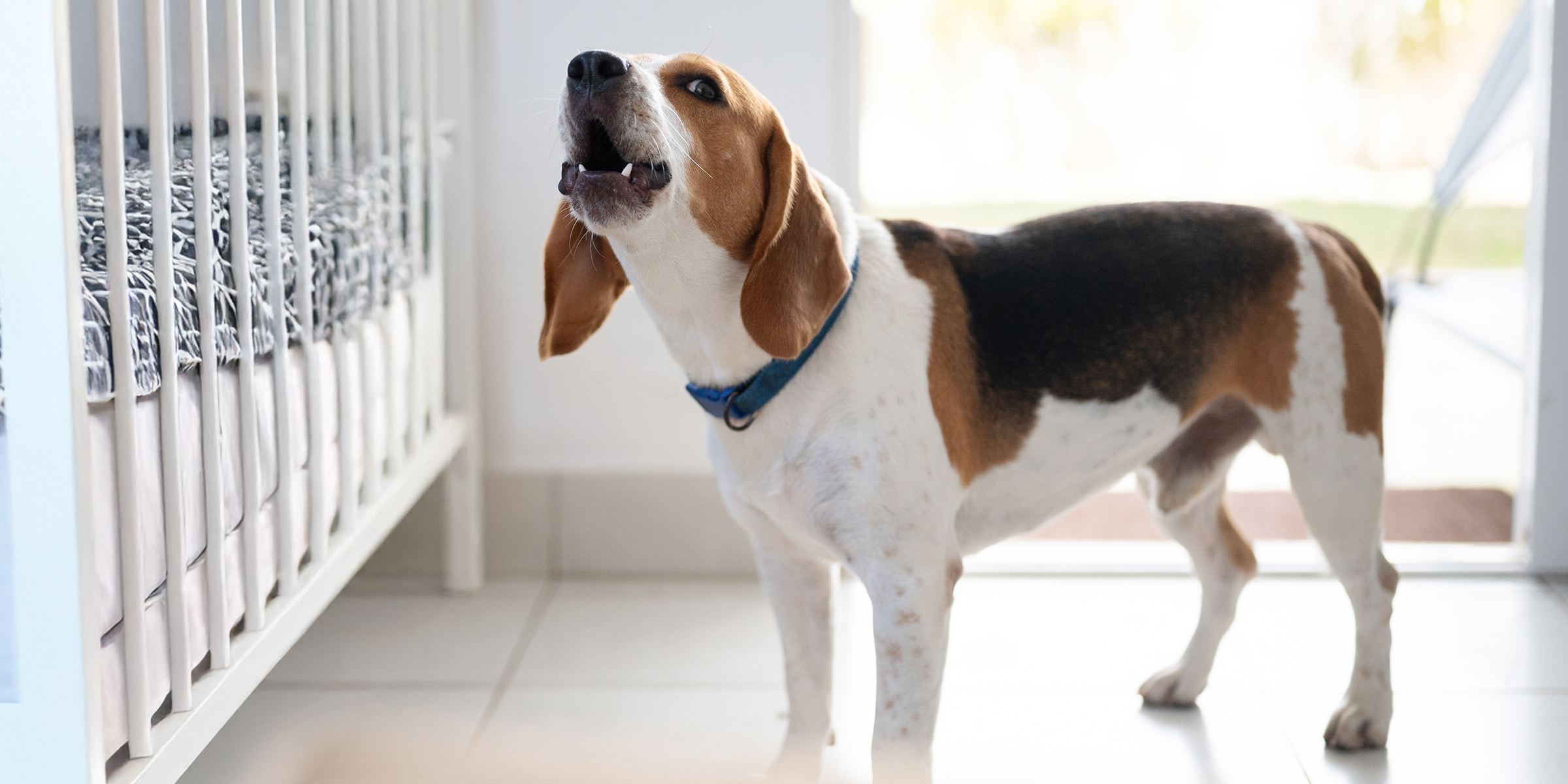 A dog barking at a crib | Source: Shutterstock