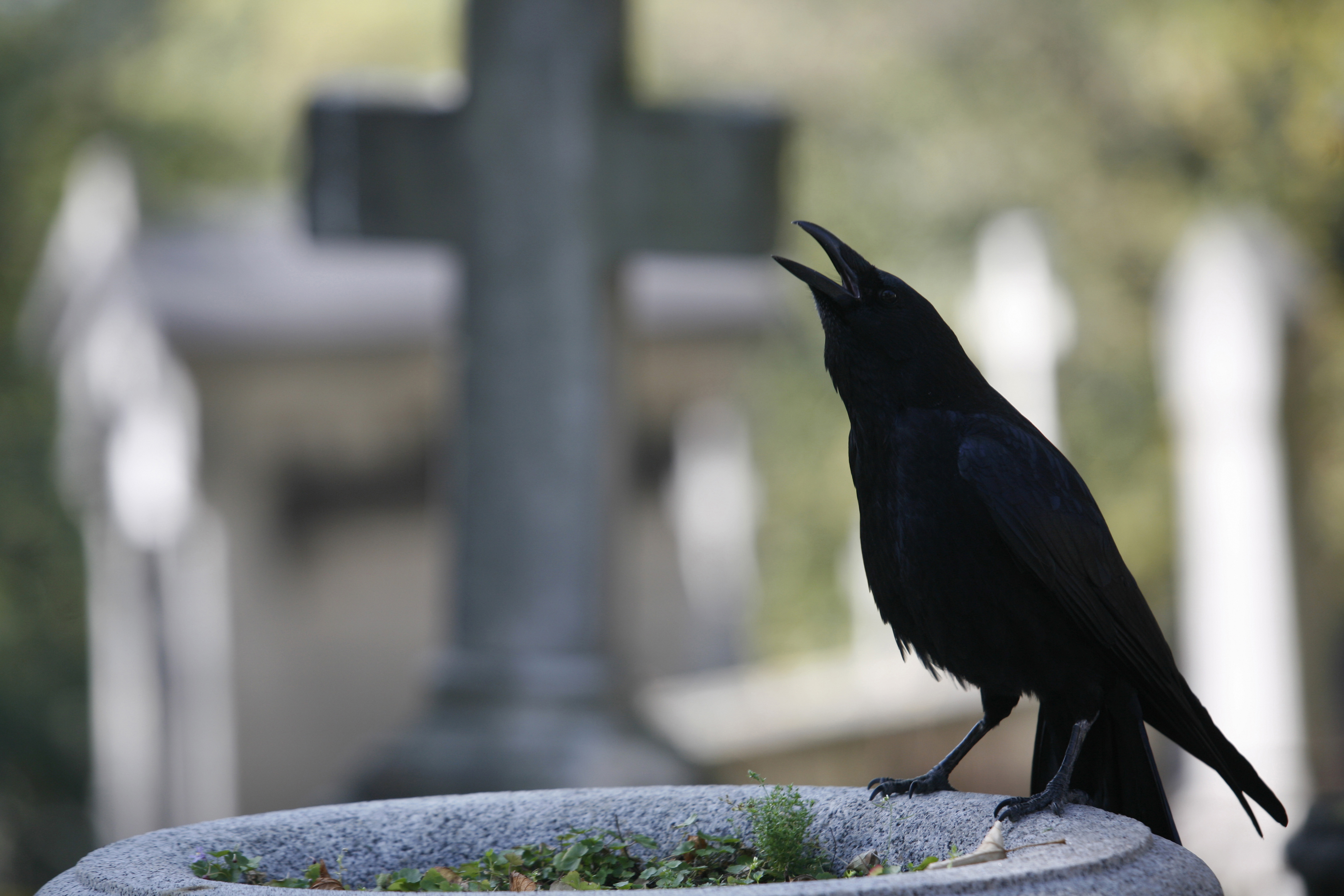A crow on a grave. | Source: Getty Images