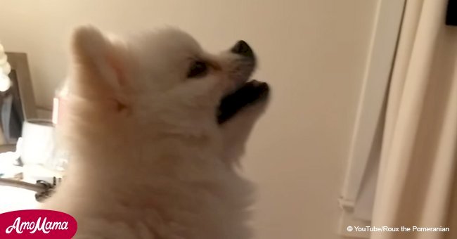 Tiny Pomeranian puppy sneezes so funny it becomes an Internet sensation