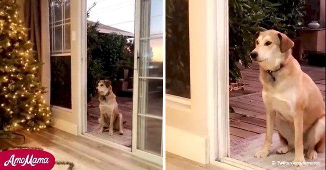 Dog hopelessly confused by screen doors cannot enter the house, so his owner has to assist him