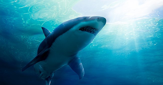A shark in the ocean | Photo: Shutterstock