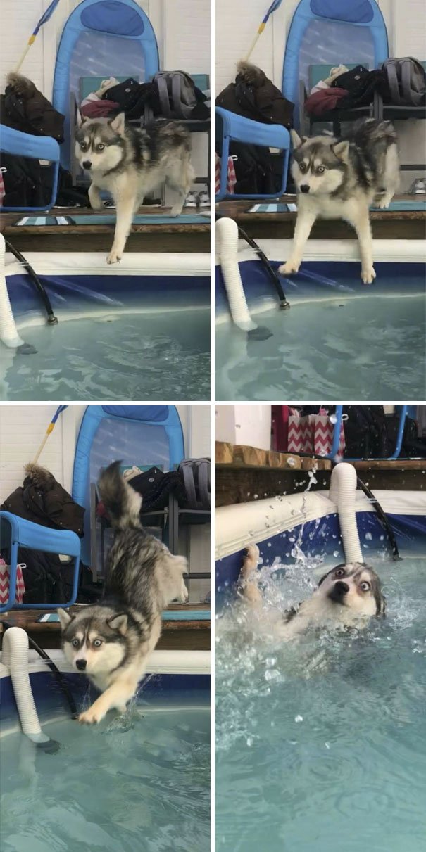 Chien / Source : redditt/ empcc Chien / Source : redditt/ empcc