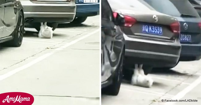 La chatte est devenue populaire après qu'une vidéo a frappé le Web, où il fait ses abdos près de la voiture