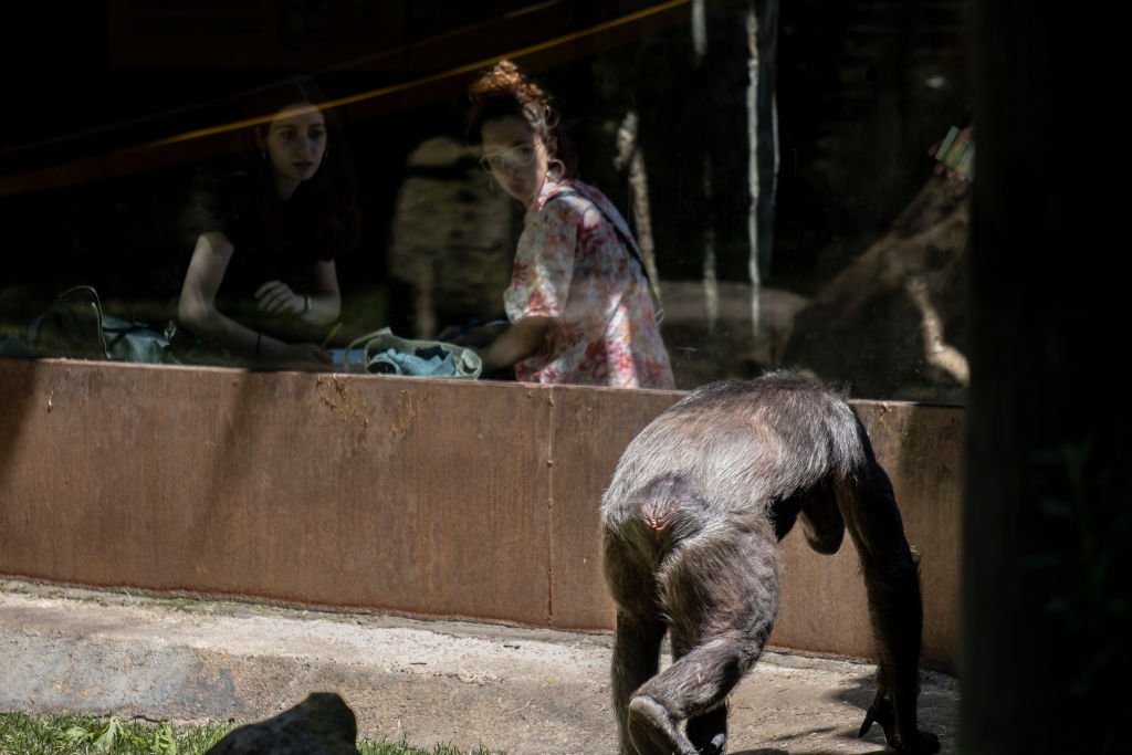 Un chimpancé del zoológico de Barcelona en su hábitat artificial, el 30 de mayo de 2019. | Foto: Getty Images