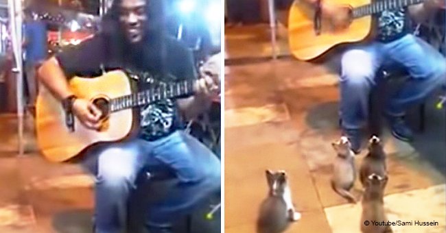 This street musician was about to quit for the day until 4 cats started listening in viral video