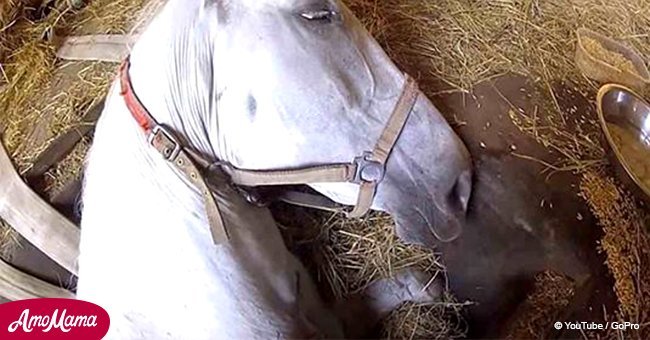 Farmer begs his horse not to die after helpless animal falls into a pit