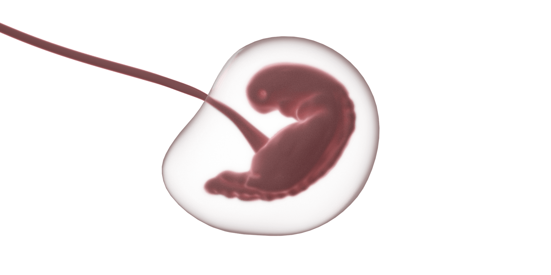 Pictured - A photo of a fetus during gestation | Source: Pixabay 
