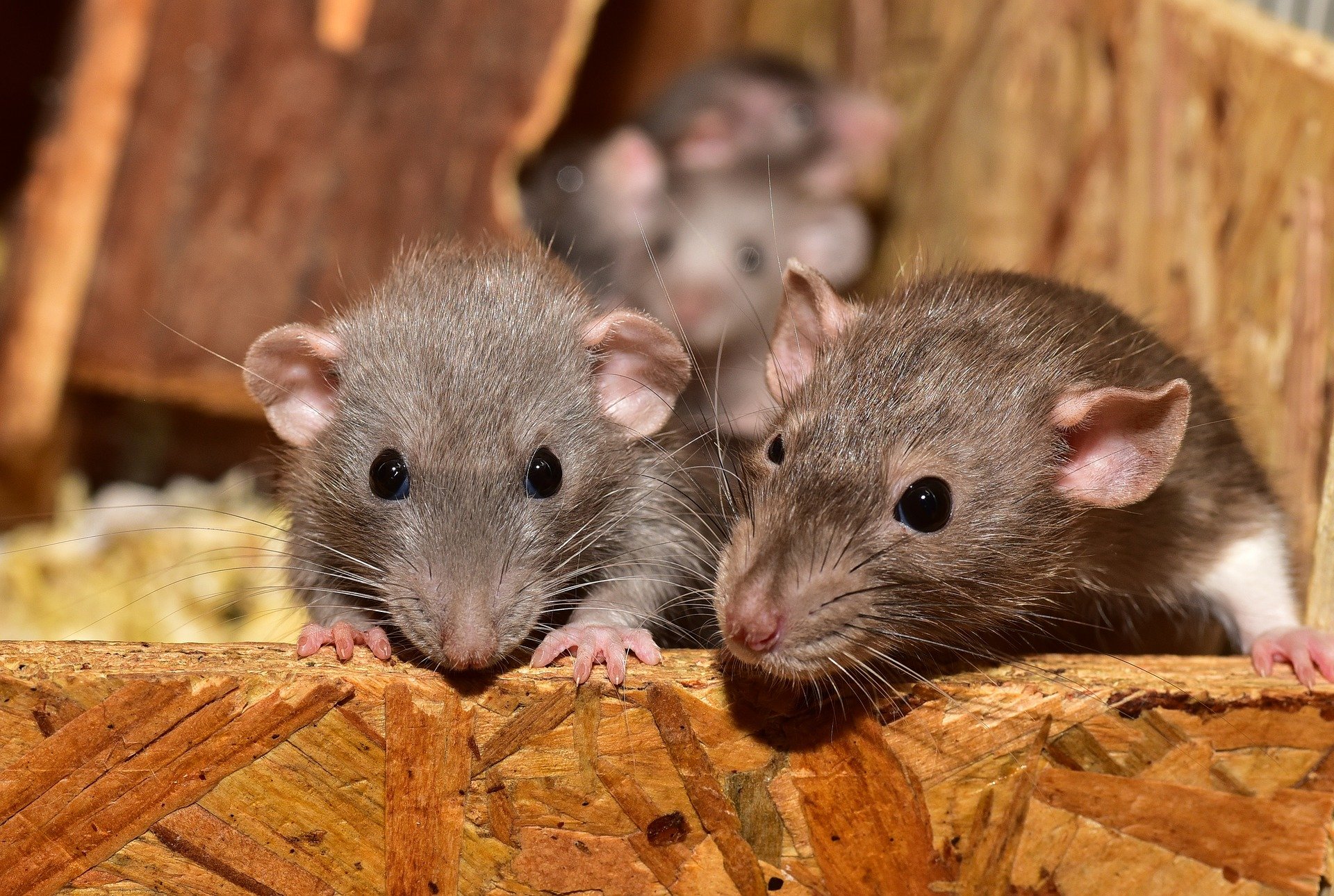 A close-up image of some gray rats | Photo: Pixabay/sipa