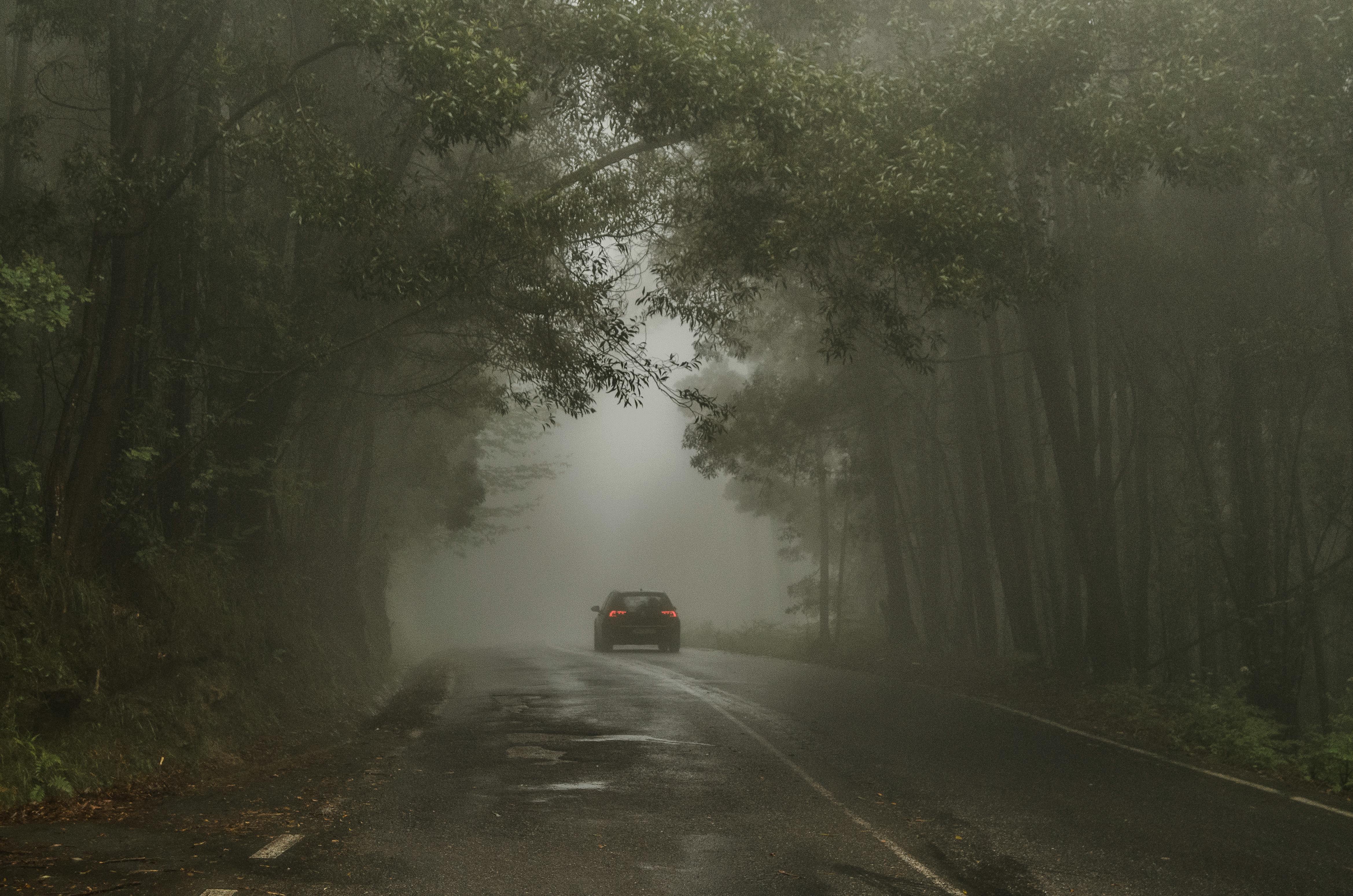 Car driving through the stormy forest | Source: Pexels