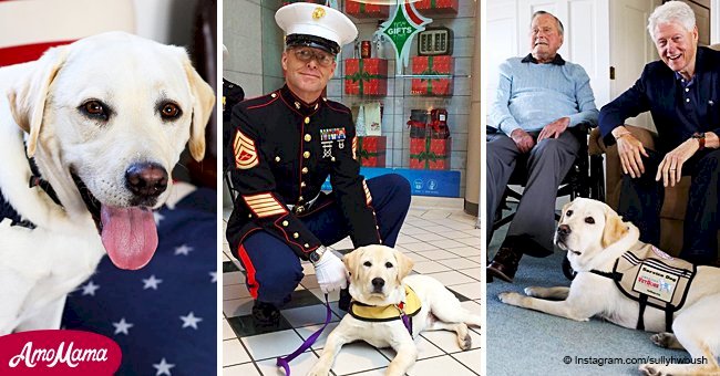 George H.W. Bush's service dog will go on to serve wounded soldiers