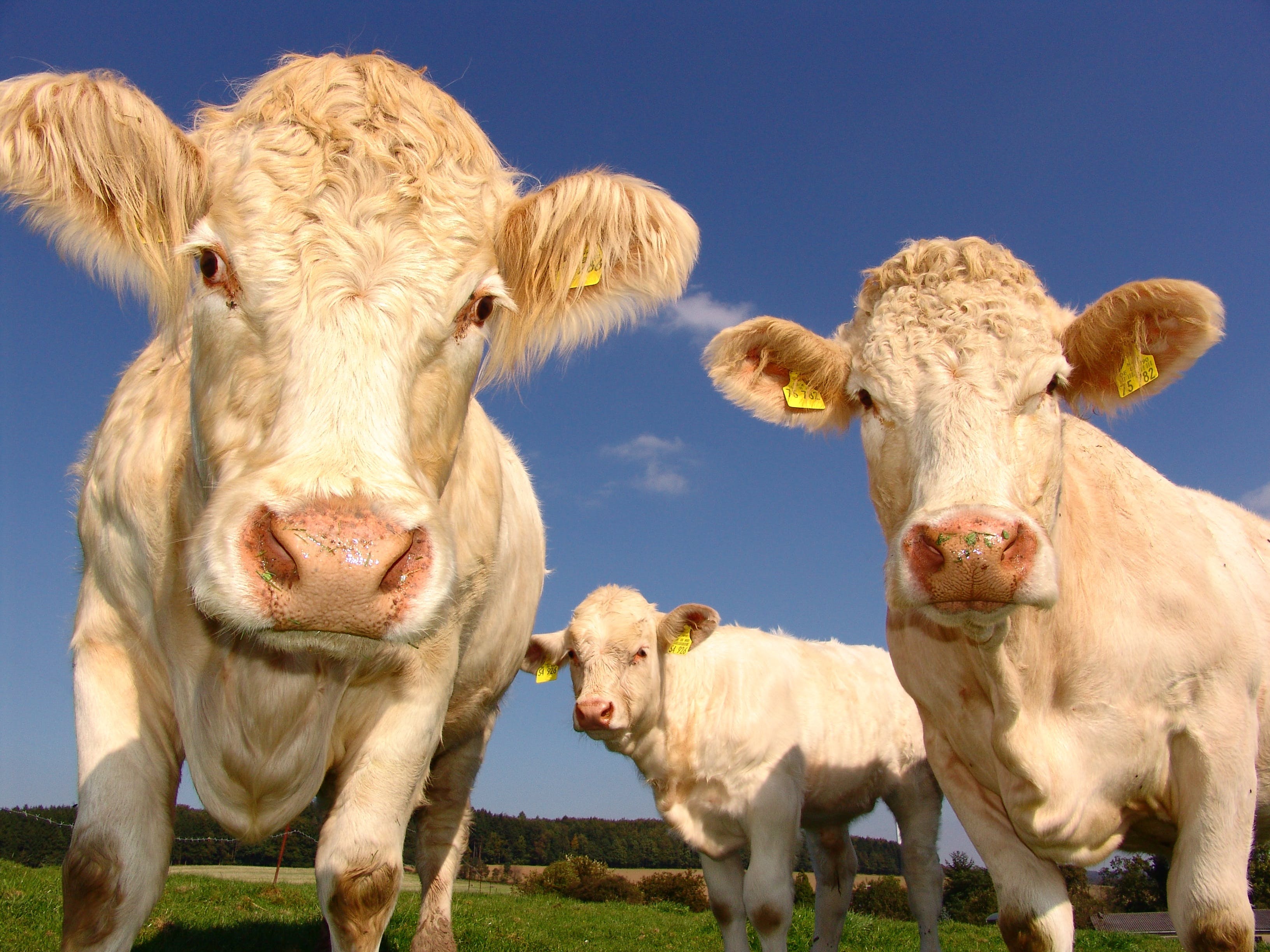 Three cows grazing in the field. | Source: Pexels