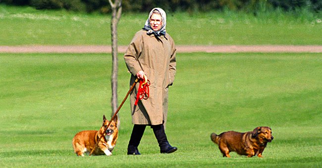 Queen Elizabeth II pictured walking her two dogs at Winsor Castle, 1994, UK. | Photo: Getty Images