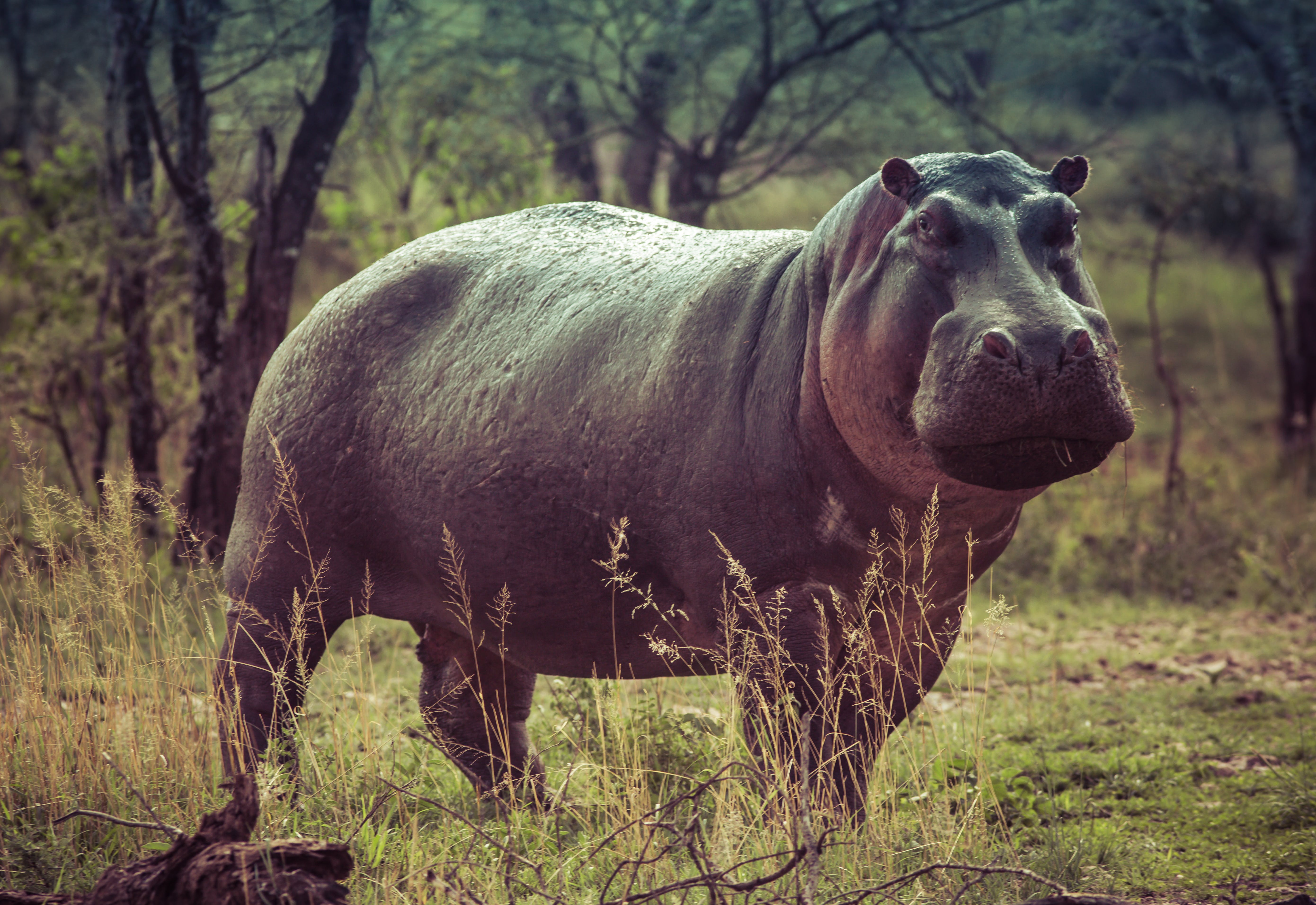 A black hippo. | Source: Pexels