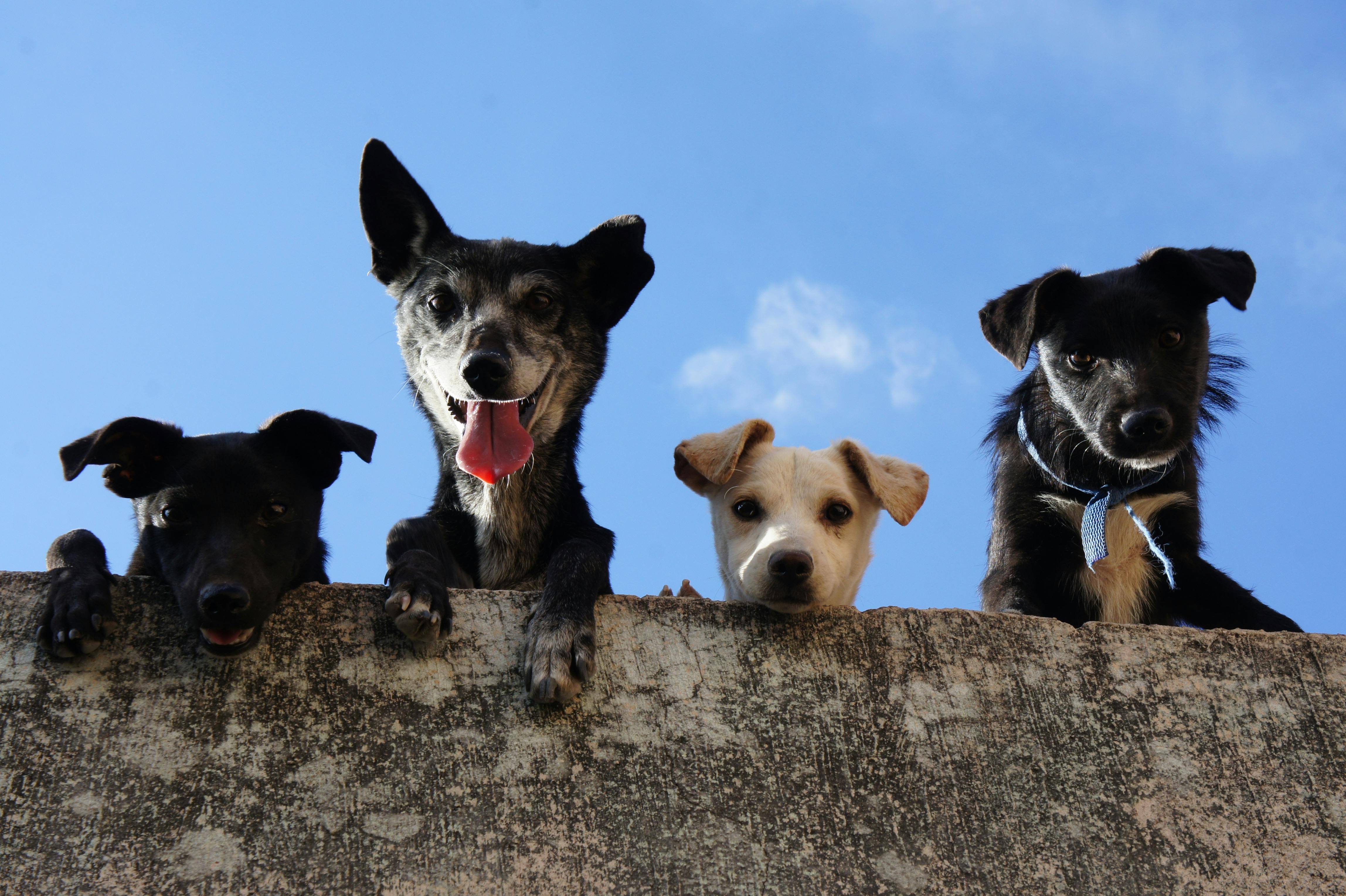 Four dogs looking down | Source: Pexels