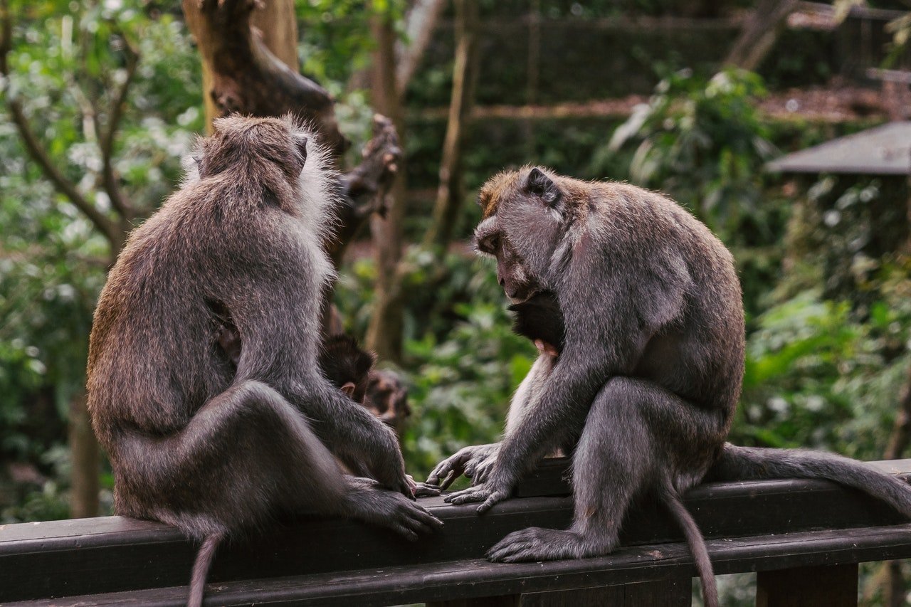 Two monkeys sitting on a tree | Photo: Pexels