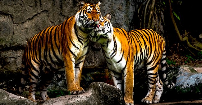 An image of two tigers playing in the wild | Photo: Shutterstock