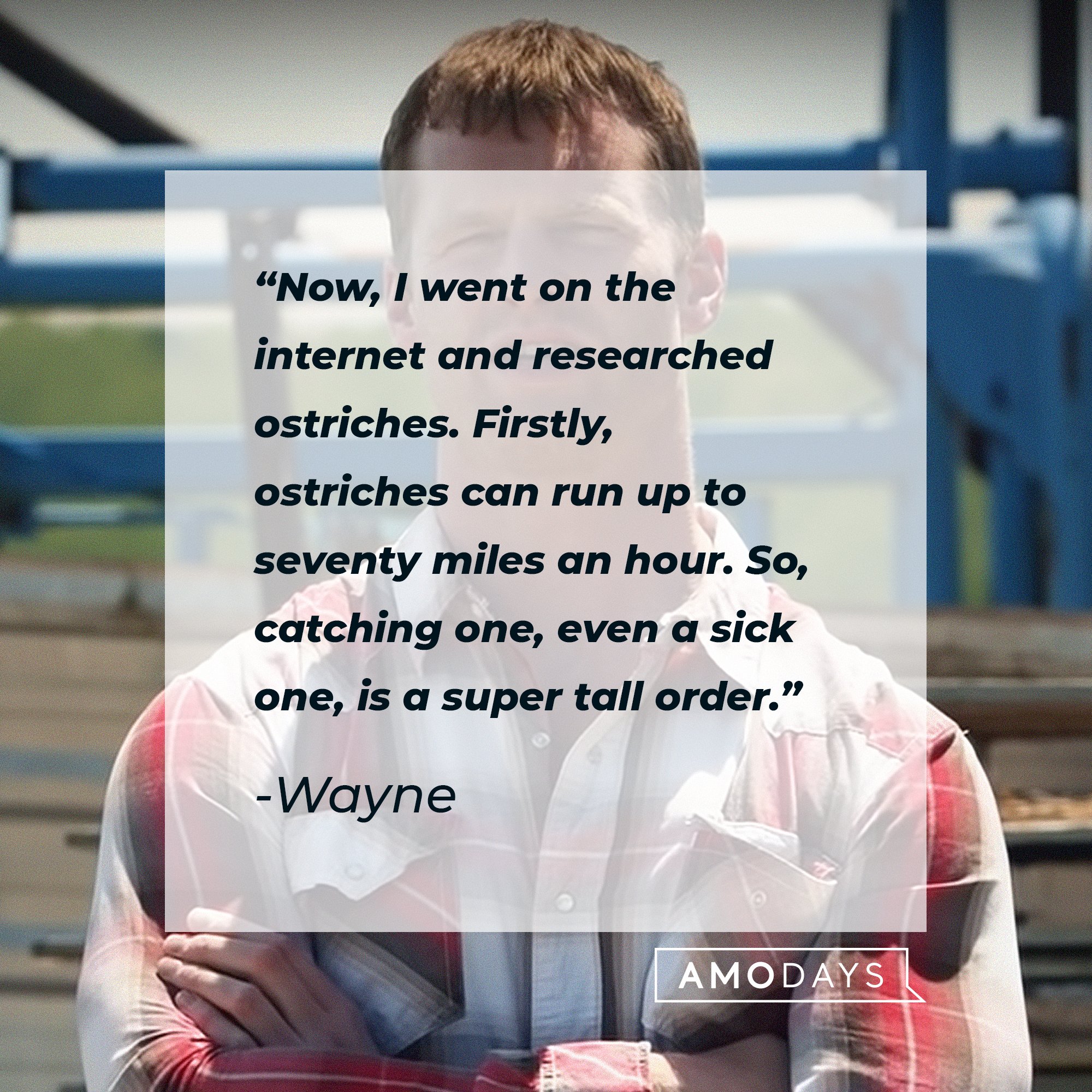 Wayne’s quote: “Now, I went on the internet and researched ostriches. Firstly, ostriches can run up to seventy miles an hour. So, catching one, even a sick one, is a super tall order.” | Image: AmoDays