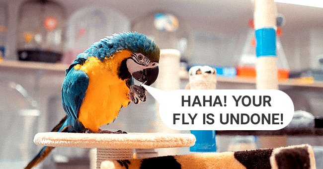 The parrot was clearly not coming slow! | Photo: Shutterstock