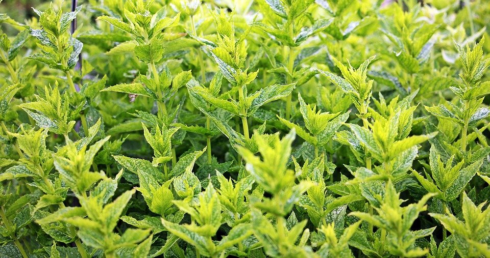 Menthe verte | Photo : Pixabay
