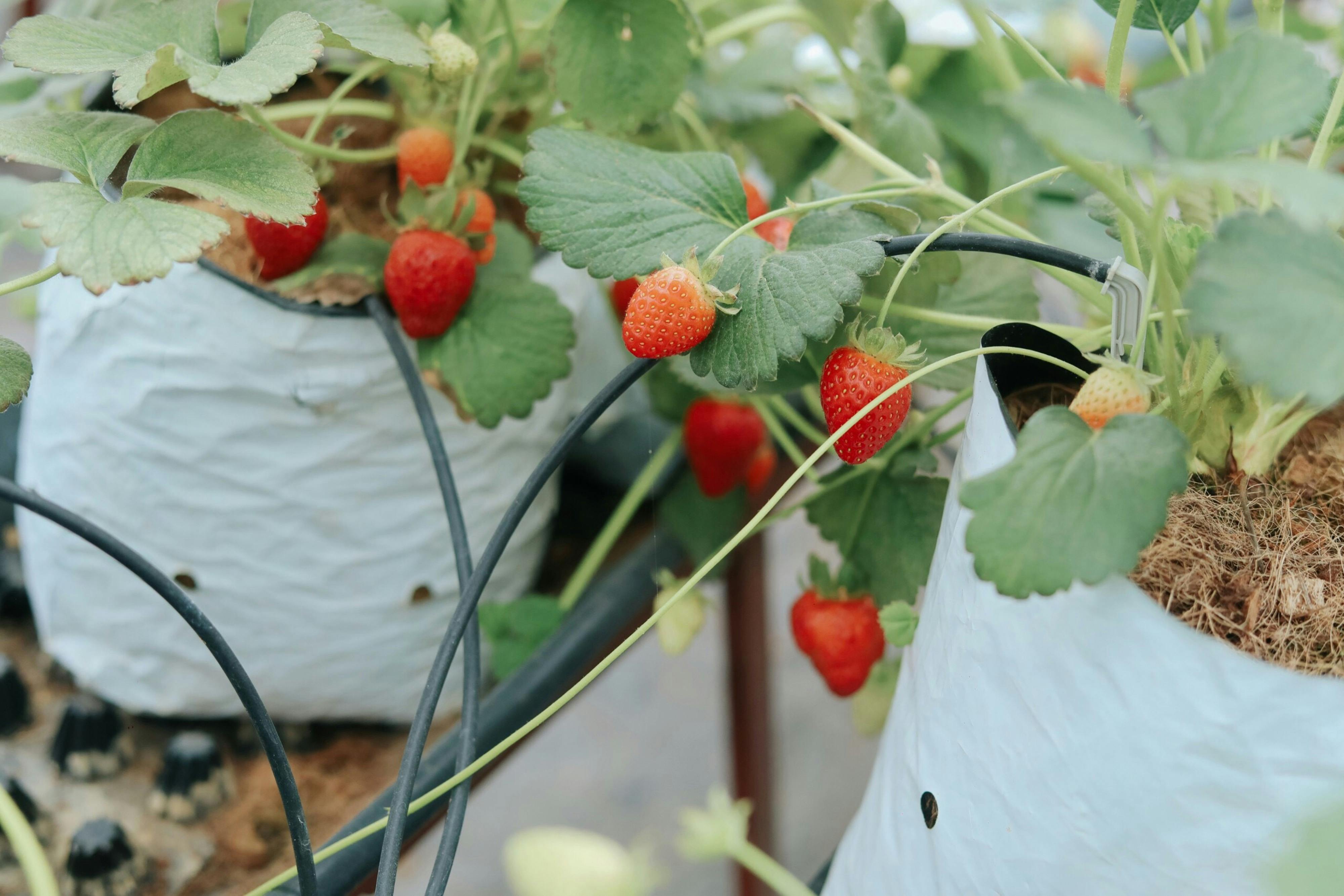 Strawberries | Source: Pexels